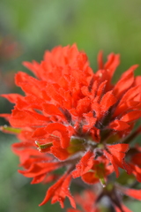 Castilleja affinis affinis