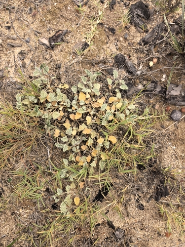 Hermannia althaeifolia, photograph 3