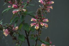 Lindenbergia philippensis