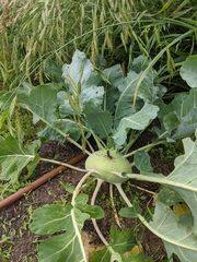 Brassica oleracea gongylodes