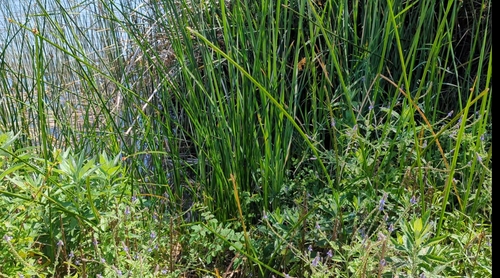 iNaturalist observation photo of southern cattail