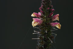 Lindenbergia philippensis