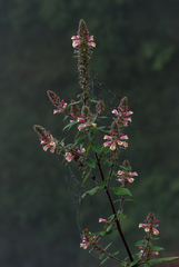 Lindenbergia philippensis