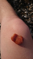 Aplidium benhami