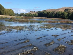 Charadrius bicinctus