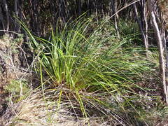 Gahnia setifolia, photograph (c) Leon Perrie, some rights reserved (CC BY)
