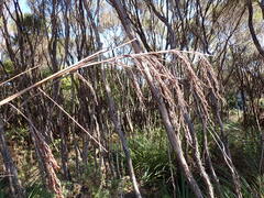Gahnia setifolia, photograph (c) Leon Perrie, some rights reserved (CC BY)