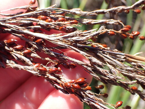 Gahnia setifolia, photograph 6
