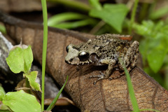 Southern Pastel Frog photo 2