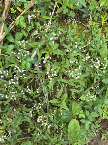 Ageratina riparia observed 2026-04-27