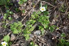 Physospermum cornubiense