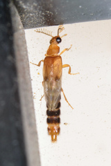 Distremocephalus texanus