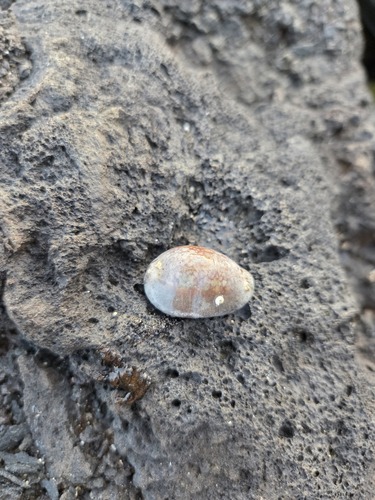 Monetaria caputserpentis observed 2026-04-27