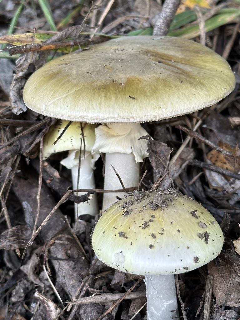 Amanita phalloides · April 2026 · photo: © barbarab (iNaturalist, cc-by)