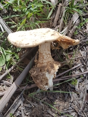 Amanita ochrophylla