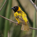 Village Weaver - Photo (c) Nik Borrow, some rights reserved (CC BY-NC)