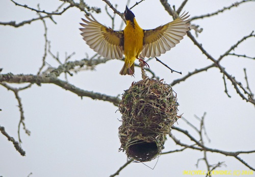 Village Weaver