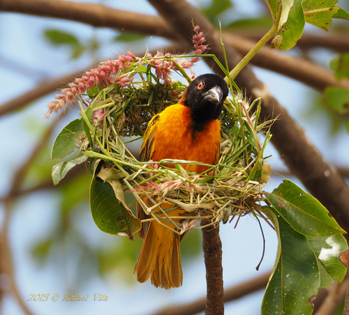 Village Weaver
