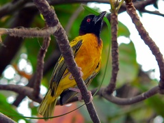 Village Weaver photo 3