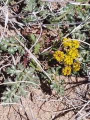 Cymopterus glomeratus fendleri