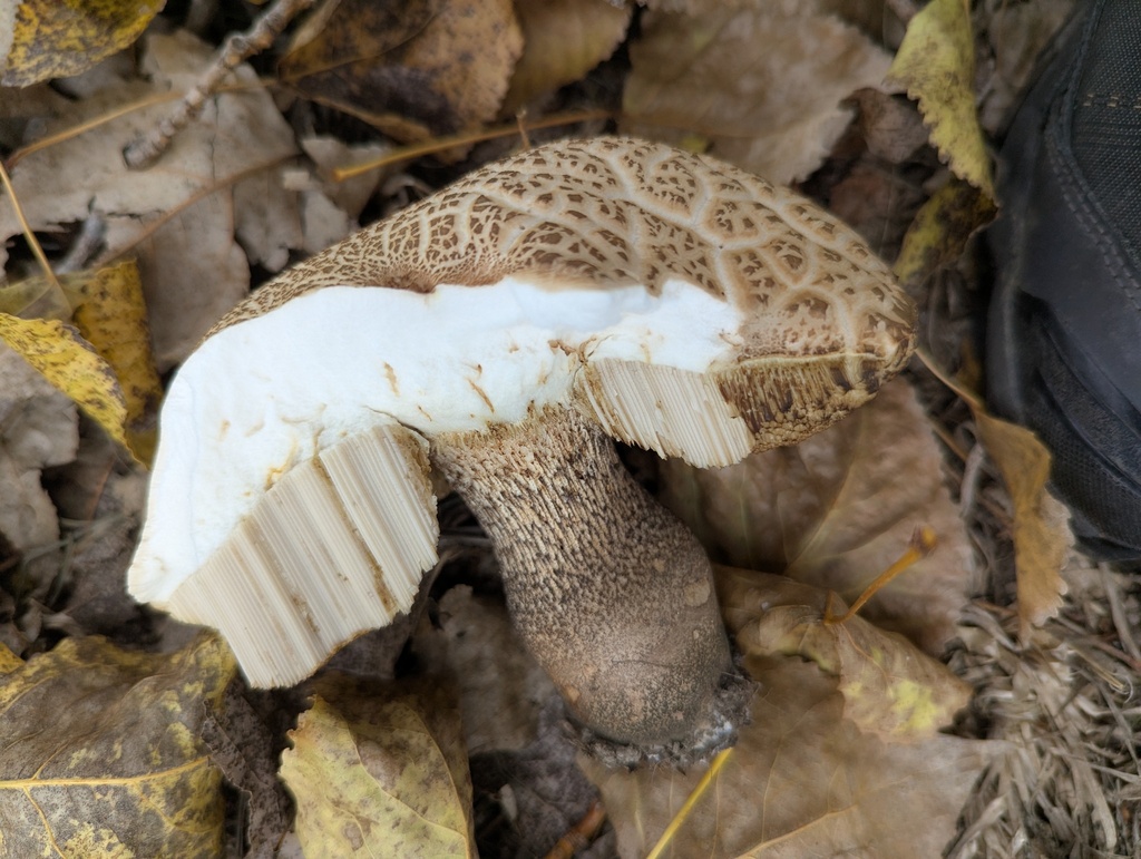 Leccinum scabrum · April 2026 · photo: © pcartier (iNaturalist, cc-by-nc)