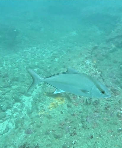 Almaco amberjack (Seriola rivoliana) — Carangidae — 2