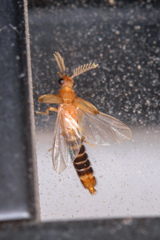 Distremocephalus texanus