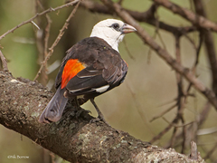 White-Headed Buffalo-Weaver photo 3