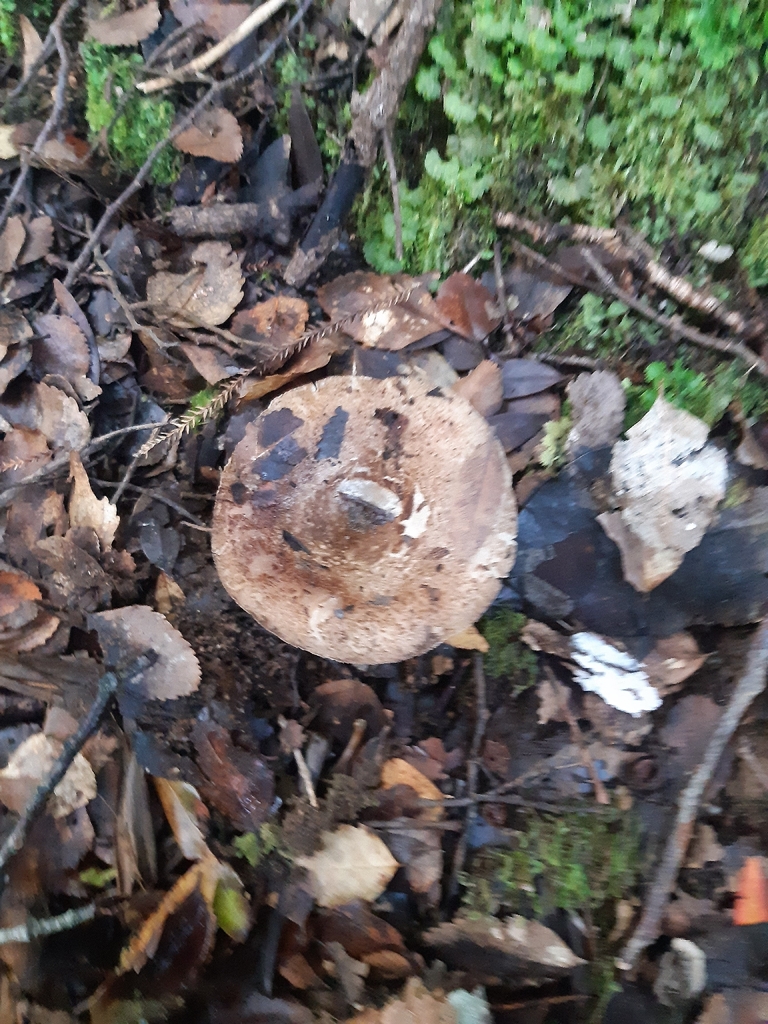Russula griseobrunnea · April 2026 · photo: © georgecox (iNaturalist, cc0)