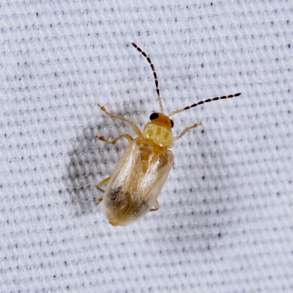 Metrioidea varicornis