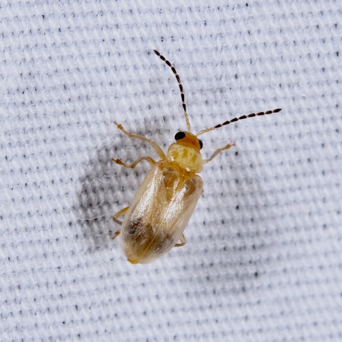 Metrioidea varicornis
