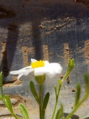 Chaetopappa asteroides