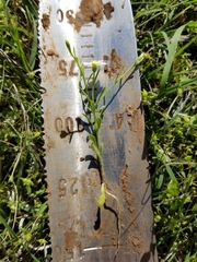 Chaetopappa asteroides