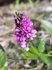 Cullen microcephalum