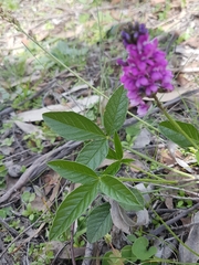 Cullen microcephalum