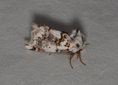 Aglaosoma periblepta