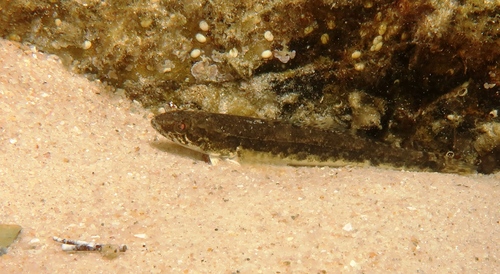 Congolli (Pseudaphritis urvillii) — Pseudaphritidae