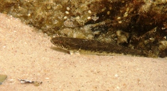 Pseudaphritis urvillii