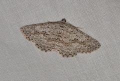 Psilosticha absorpta