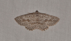 Psilosticha absorpta