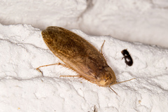 Corydiidae