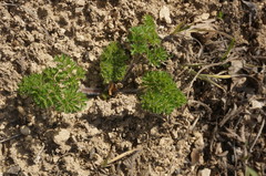 Silphiodaucus hispidus