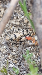 Cibolacris parviceps