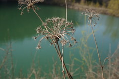 Silphiodaucus hispidus