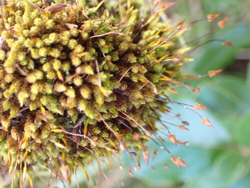 Macromitrium longipes observed 2026-04-27