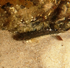 Pseudaphritis urvillii