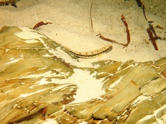 Pseudaphritis urvillii