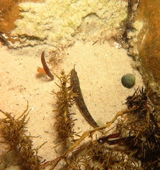 Pseudaphritis urvillii