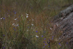 Lithotoma axillaris