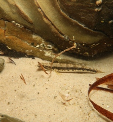 Pseudaphritis urvillii